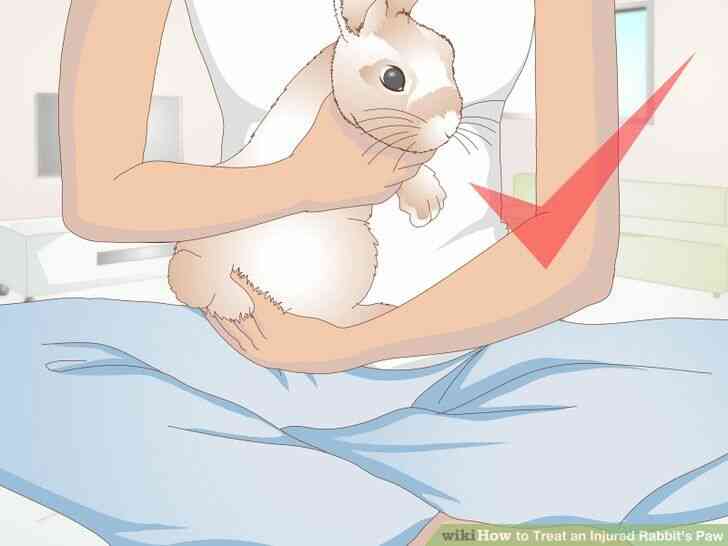 Image intitulée Traiter un Blessé du Lapin de la Patte de l